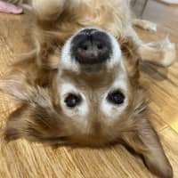 Photo of Daisy And Tonka 