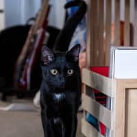 Photo of Olive