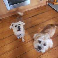 Photo of Motzy And Buddy.