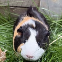 Photo of Milo 