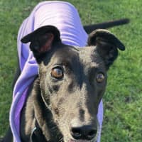 Photo of Luna