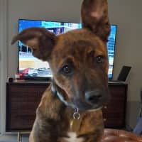Photo of Wilga