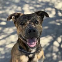 Photo of Atlas