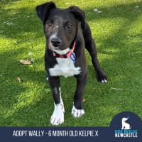 Photo of Wally   8 Month Old Kelpie X