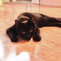Photo of Shadow 🥰