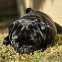 Photo of Lulu 