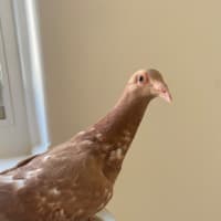 Photo of Reiner 
