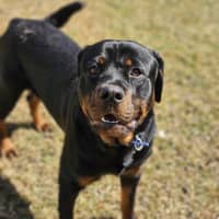 Photo of Bongo