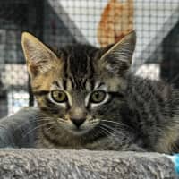 Photo of Butterscotch