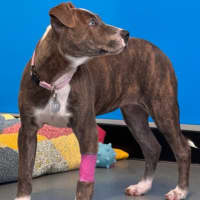 Photo of Dixie