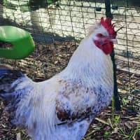 Photo of 🐓 Roopaul 6336 🐓