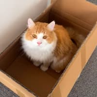 Photo of Mango