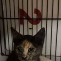 Photo of Mew