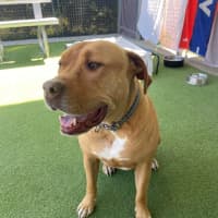 Photo of D1281 Rusty 