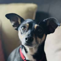 Photo of Valo   3 Year Old Fox Terrier X