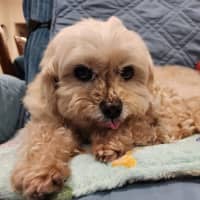 Photo of Lola Silvanus