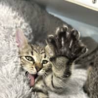 Photo of Bean