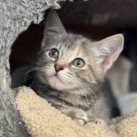 Photo of Cricket