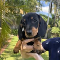 Photo of Luna's Puppies Just Released