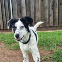Photo of Milo