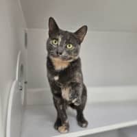 Photo of Georgia 