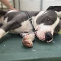 Photo of Roo