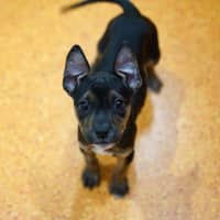 Photo of Meeka 