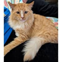 Photo of 11375   Kingsley