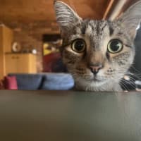Photo of Chief