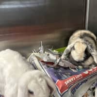 Photo of Snowy & Coco
