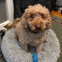 Photo of Holden