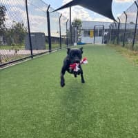 Photo of Ghibli Imp 2118