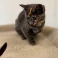 Photo of Misty   Located In Bellfield
