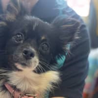Photo of Daisy