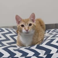 Photo of Scotty   Located In Preston