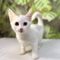Photo of Yuki   Located In Coburg
