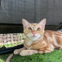 Photo of Pappardelle