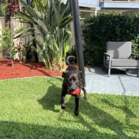 Photo of Boof   2 Year Old Labrador X Staffy