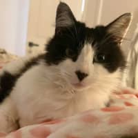 Photo of Puss 