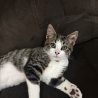 Photo of Muffin