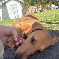Photo of Daisy
