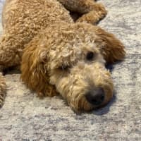 Photo of Milo