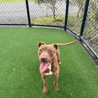 Photo of Cinnamon Imp 2194