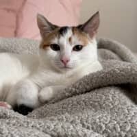 Photo of Rose