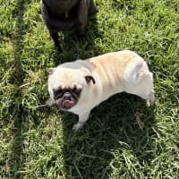 Photo of Luna