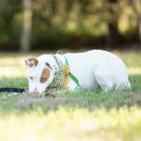 Photo of Winnie (Previously Juno)