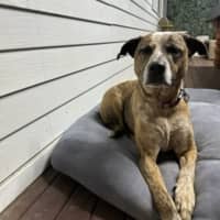 Photo of Stella   Assisted Rehome 💫