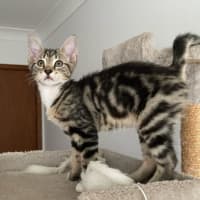 Photo of Cherry Bomb