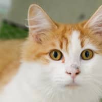 Photo of Tinker