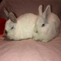 Photo of Blizzard & Odette 